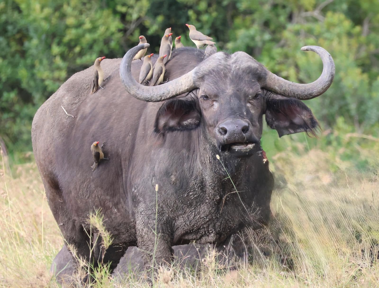 Cape buffalo with red billed oxpeckers on its back