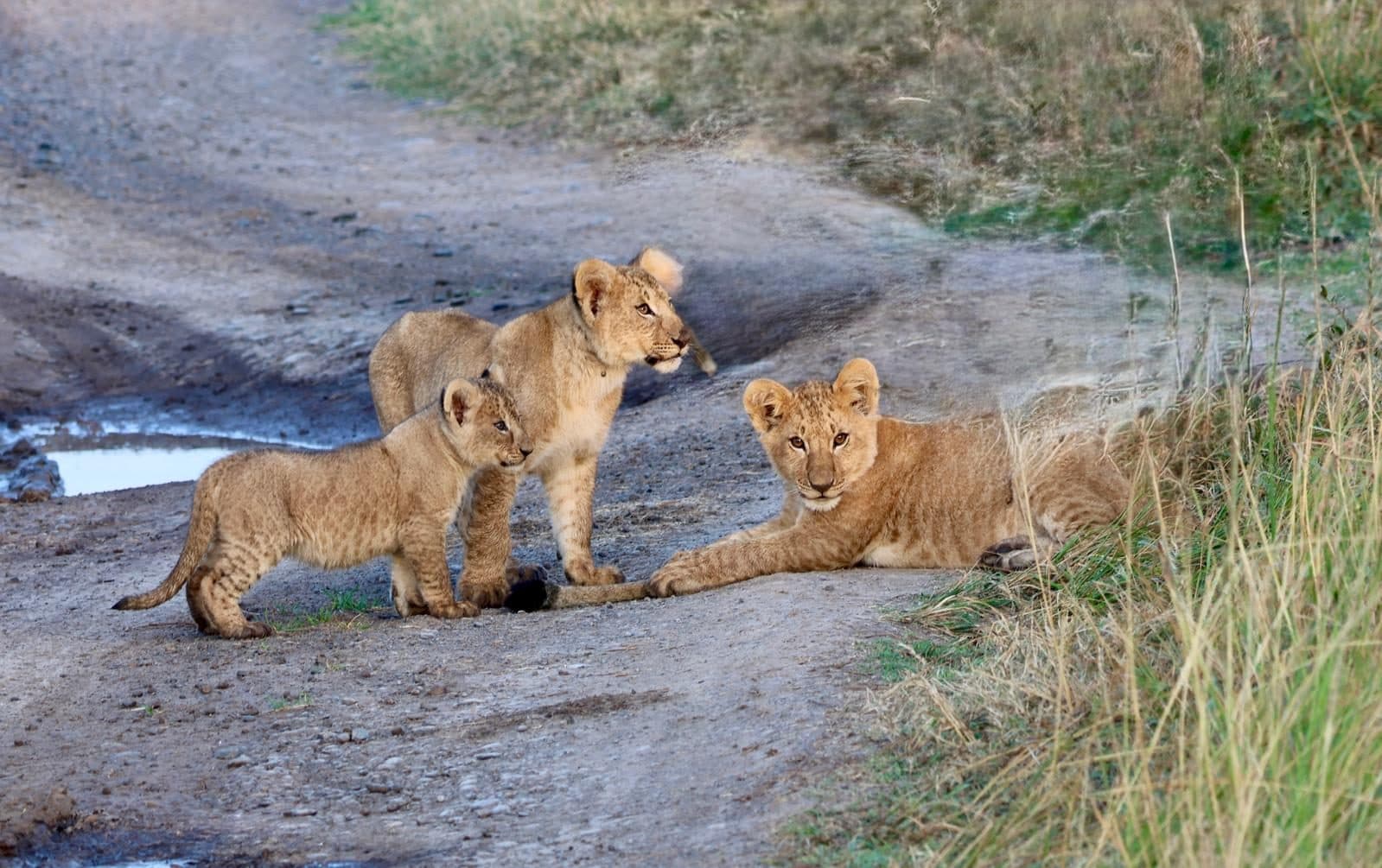 Three lion cubs on a track in the early morning