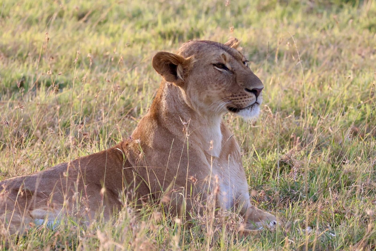 Lioness resting in golden grass