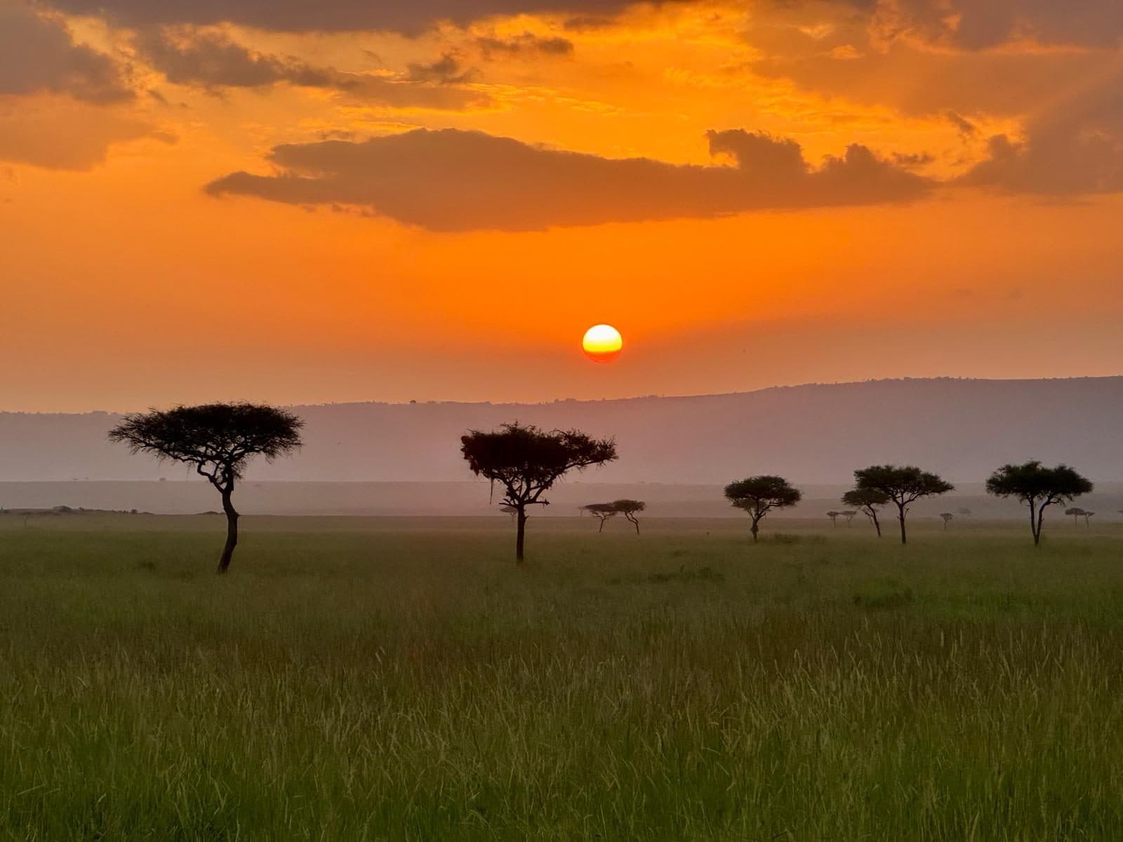Sunrise over the Maasai Mara with acacia trees silhouetted against an orange sky