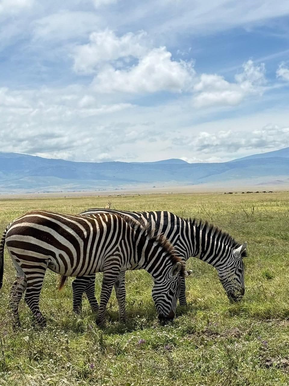 Zebras on the floor of the Ngorongoro Crater