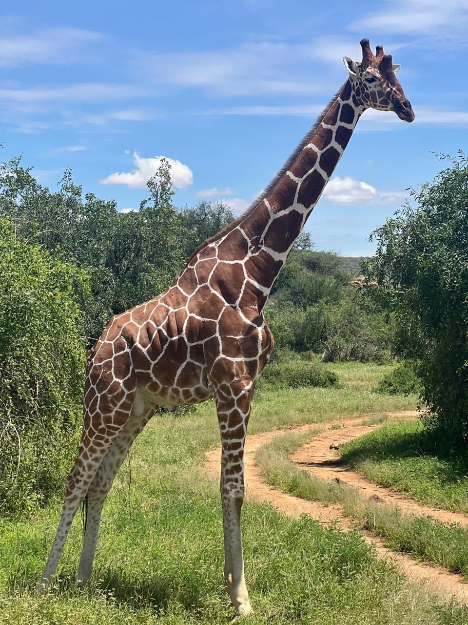 Reticulated giraffe beside a red earth track in northern Kenya