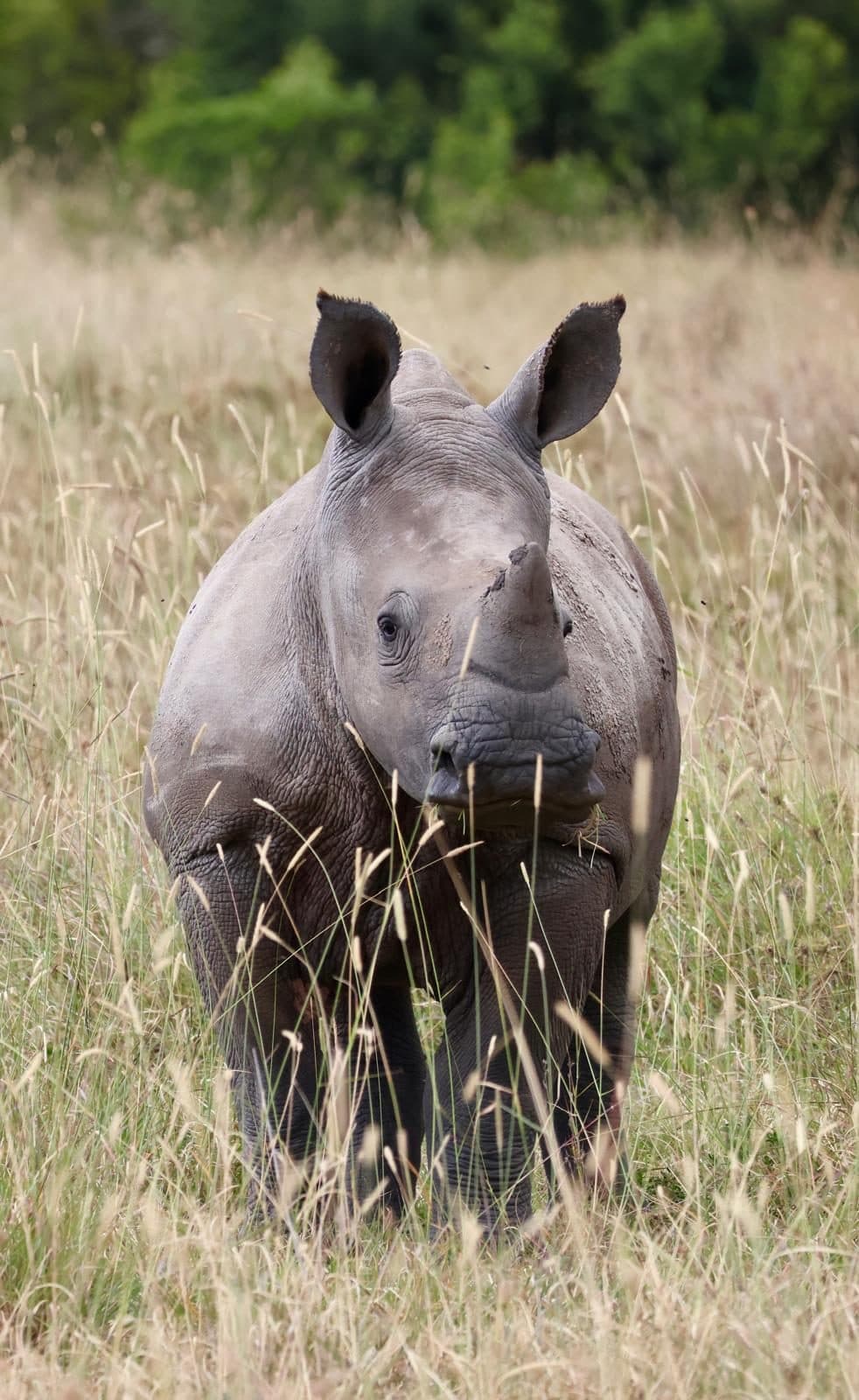Young white rhino standing in long grass