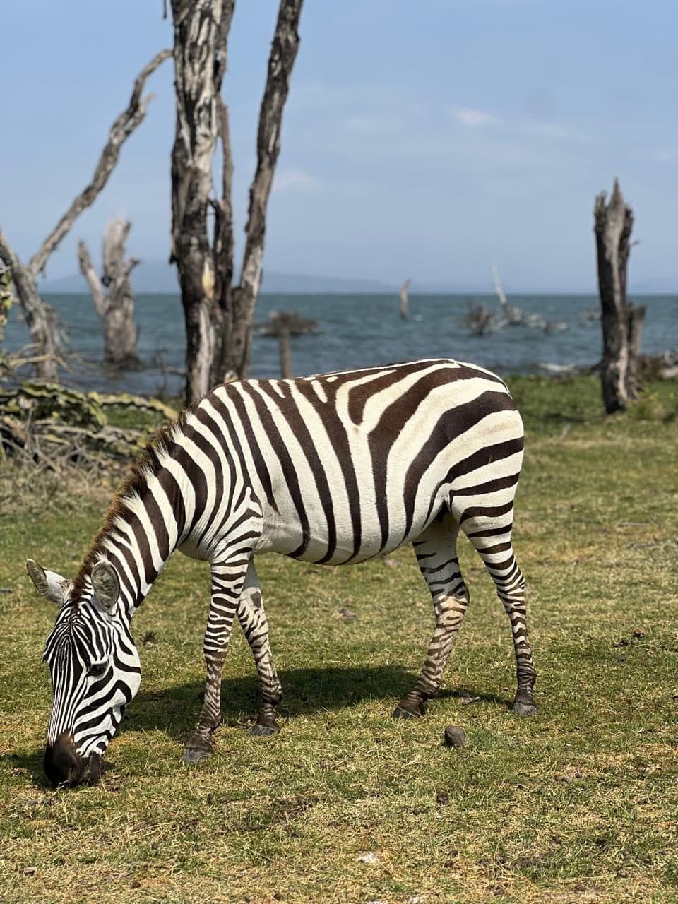 Zebra grazing beside Lake Naivasha